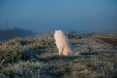 Samoyed beyaz köpek ağızlığı. Yaklaş.