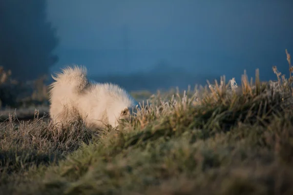 Samoyed White Dog Muzzle Close — Zdjęcie stockowe