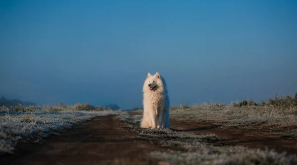 Samoyed White Dog Muzzle Close — Fotografia de Stock
