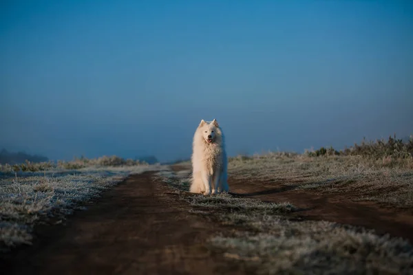 Самогубство Білої Собаки Дуло Крупним Планом — стокове фото