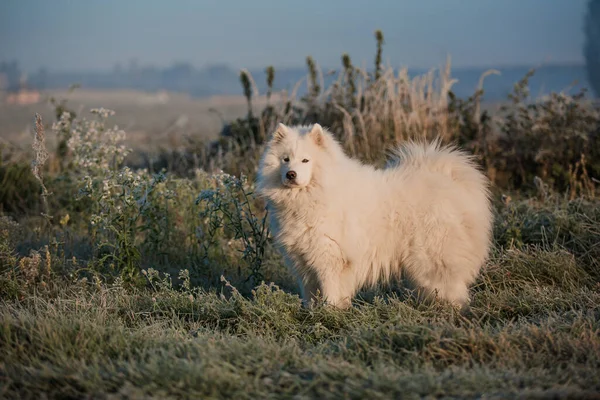 Samoyed White Dog Muzzle Close — ストック写真