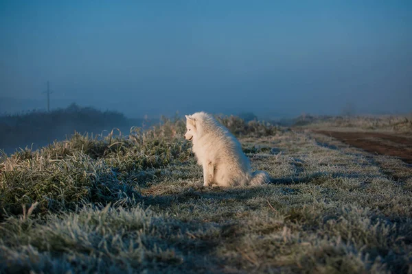 Самоед Белая Собачья Морда Близко — стоковое фото