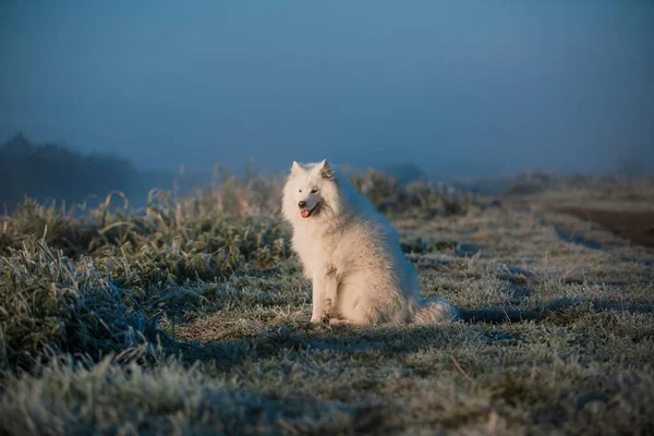Самогубство Білої Собаки Дуло Крупним Планом — стокове фото