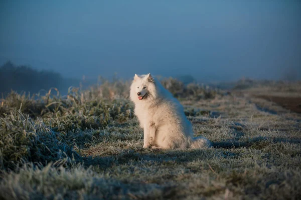 Samoyed Fehér Kutya Szájkosár Közelről — Stock Fotó