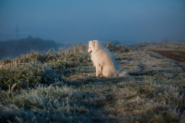 Samoyed beyaz köpek ağızlığı. Yaklaş.