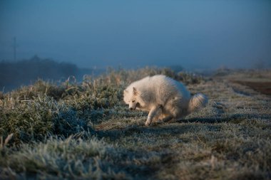 Samoyed beyaz köpek ağızlığı. Yaklaş.