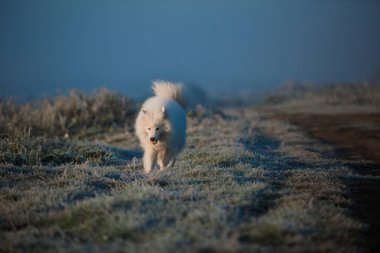 Samoyed beyaz köpek ağızlığı. Yaklaş.