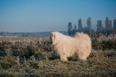 Samoyed beyaz köpek ağızlığı. Yaklaş.