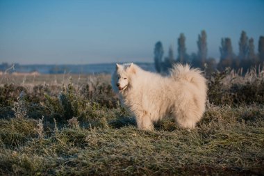 Samoyed beyaz köpek ağızlığı. Yaklaş.