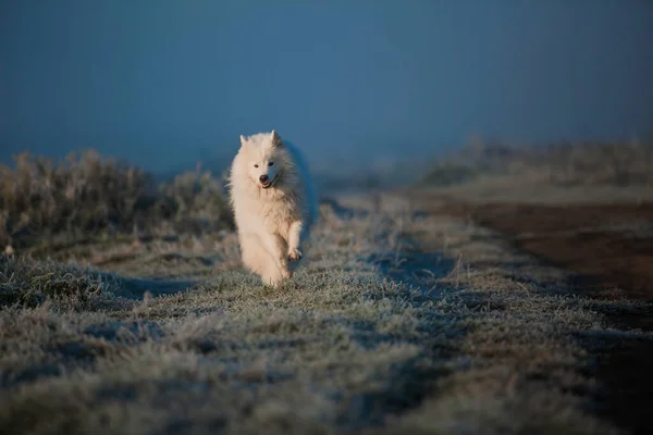 Samoyed white dog muzzle close up