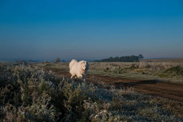 Samoyed Focinho Cão Branco Perto — Fotografia de Stock