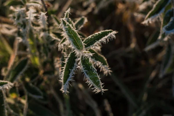 Plants Covered Snowdrops Hoarfrost — Stockfoto