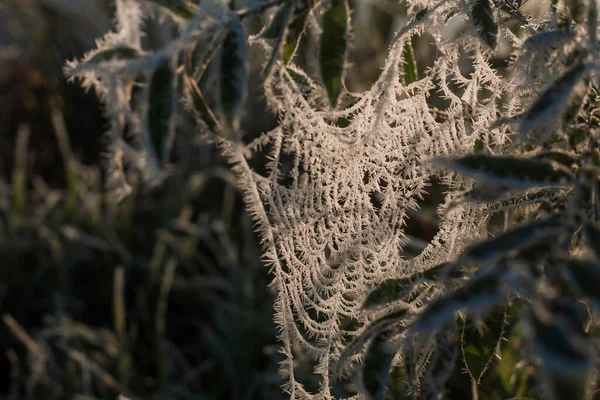 Παγωμένος Ιστός Αράχνης Παγωμένη Φύση Ένας Ιστός Αράχνης Στο Γρασίδι — Φωτογραφία Αρχείου