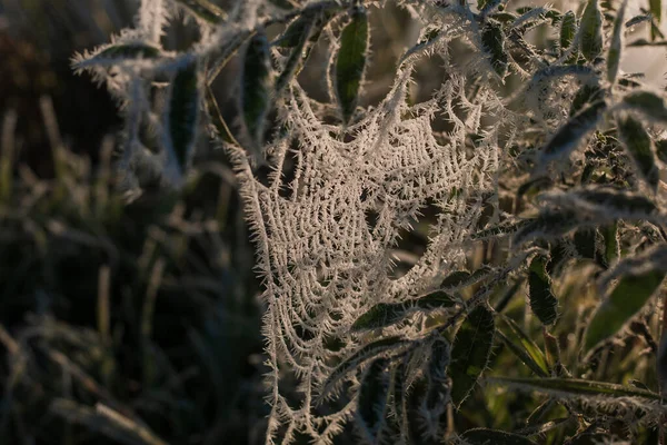 Toile Araignée Congelée Nature Gelée Une Toile Araignée Sur Herbe — Photo