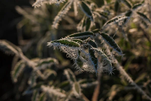 Les Plantes Couvertes Gouttes Neige Gelée Blanche — Photo