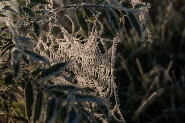 Frozen Spider Web Frozen Nature Cobweb Grass Woods Covered Iced — Stockfoto