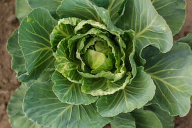 Raw green cabbage texture. Organic cabbage background. Vegan and vegetarian diet concept