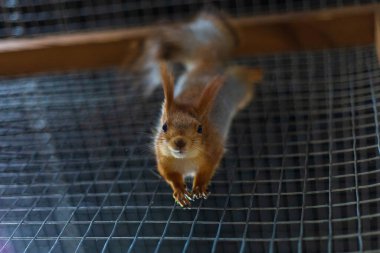Hayvanat bahçesinde ilginç güzel ve sevimli Avrasya kırmızı sincabı (Sciurus vulgaris)