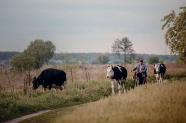 Man grazes cows in a meadow with grass at sunset - 05/26/2017 IRPIN. UKRAINE