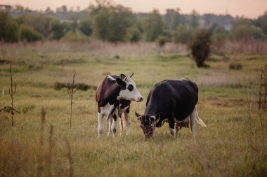 İnekler gün batımında çayırda otluyor.