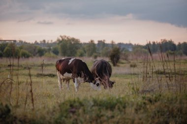İnekler gün batımında çayırda otluyor.