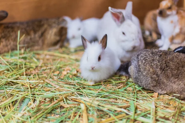 Feeding rabbits on animal farm in rabbit-hutch.