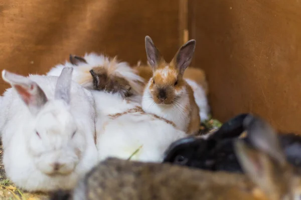 Feeding rabbits on animal farm in rabbit-hutch.