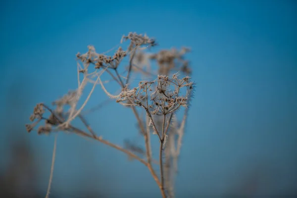 Frozen Spider Web Frozen Nature Cobweb Grass Woods Covered Iced — 스톡 사진