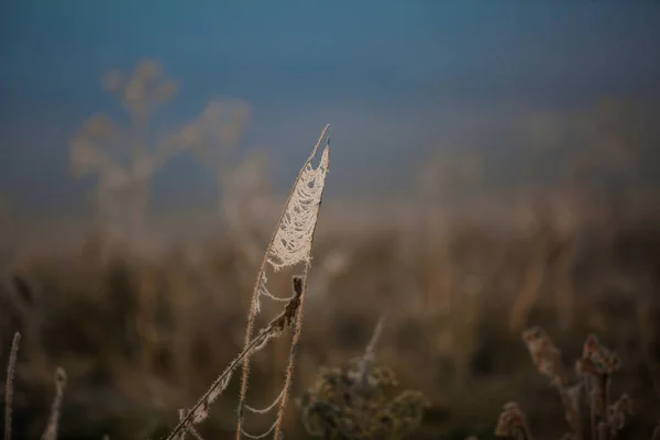 Frozen Spider Web Frozen Nature Cobweb Grass Woods Covered Iced — Stockfoto