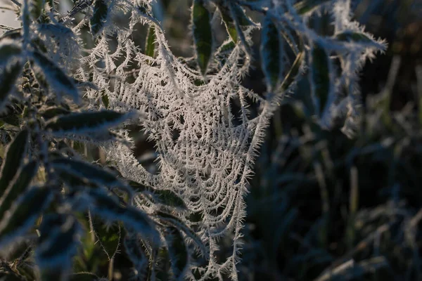 Παγωμένος Ιστός Αράχνης Παγωμένη Φύση Ένας Ιστός Αράχνης Στο Γρασίδι — Φωτογραφία Αρχείου