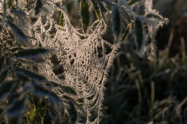 Frozen Spider Web Frozen Nature Cobweb Grass Woods Covered Iced — Photo