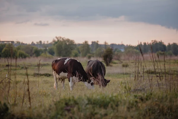 Cows Grazing Meadow Sunset — Stockfoto