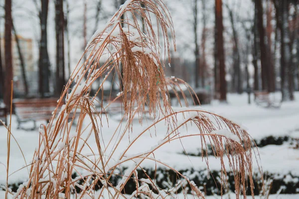 Hierba Seca Bajo Nieve Día Frío Helado —  Fotos de Stock