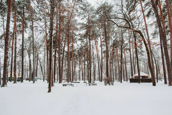 Prachtige Winterlandschappen Met Sneeuw Bomen Het Bos — Stockfoto