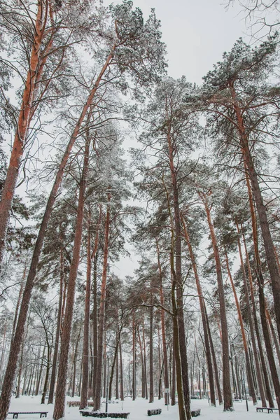 Prachtige Winterlandschappen Met Sneeuw Bomen Het Bos — Stockfoto