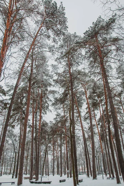 Prachtige Winterlandschappen Met Sneeuw Bomen Het Bos — Stockfoto