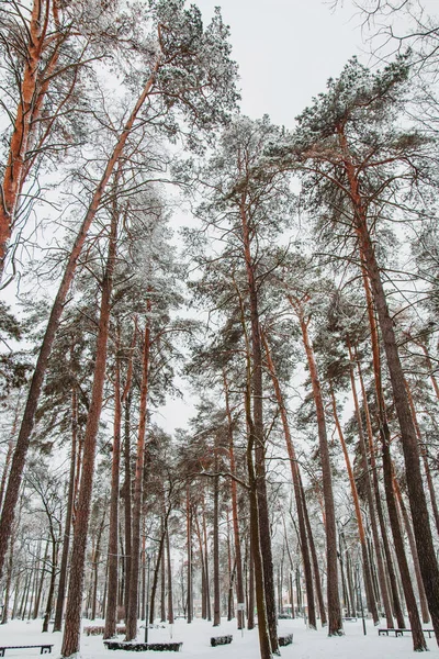 Beaux Paysages Hivernaux Avec Neige Sur Les Arbres Dans Forêt — Photo