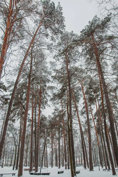Красиві Зимові Пейзажі Снігом Над Деревами Лісі — стокове фото