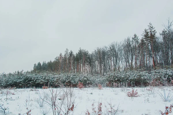 Красиві Зимові Пейзажі Снігом Над Деревами Лісі — стокове фото