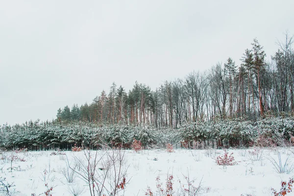 Prachtige Winterlandschappen Met Sneeuw Bomen Het Bos — Stockfoto