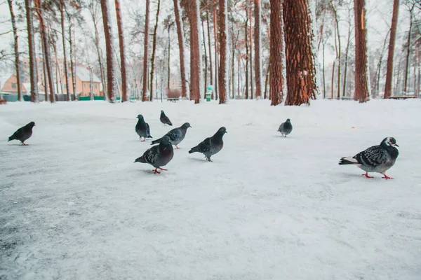 Голуби Взимку Допоможіть Птахам Зимовий Холод — стокове фото