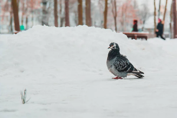Голуби Взимку Допоможіть Птахам Зимовий Холод — стокове фото