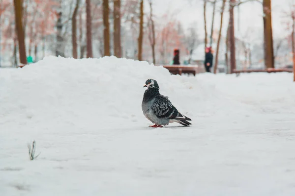 Pombos Inverno Ajude Pássaros Inverno Frio — Fotografia de Stock