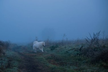 Samoyed beyaz köpek. Yaklaş.