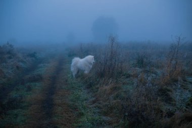 Samoyed beyaz köpek. Yaklaş.