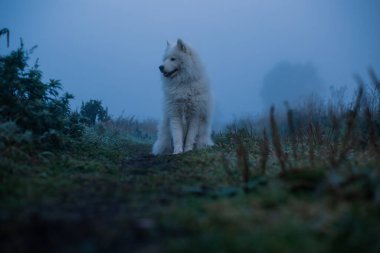 Samoyed beyaz köpek. Yaklaş.