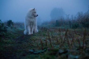 Samoyed beyaz köpek. Yaklaş.