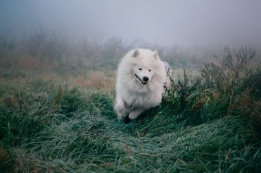 Samoyed beyaz köpek. Yaklaş.