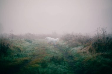 Samoyed beyaz köpek. Yaklaş.