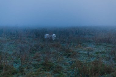 Samoyed beyaz köpek. Yaklaş.
